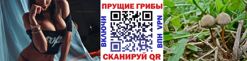 Галлюциногенные грибы мицелий  hydra зеркало  Вольск  наркота 
